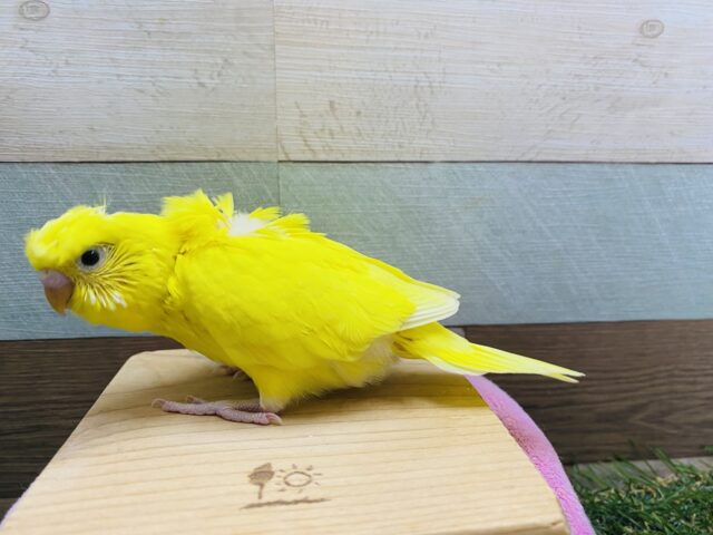 セキセイインコ