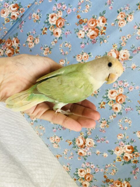 コザクラインコ（小桜インコ）