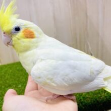 1人餌⭐️ネガティブはせーのっ⭐️パンチパンチパンチ👊　オカメインコ　ルチノー