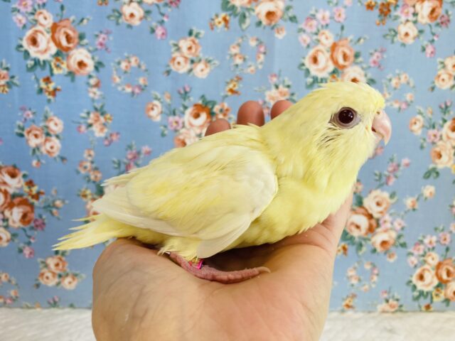 サザナミインコ