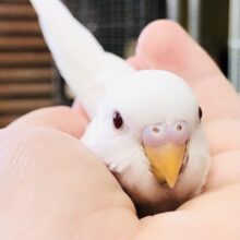 夏にぴったりソフトクリームカラー　セキセイインコ　R５　７／２２撮影