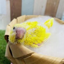 明るく濃いイエローがかっこいい！！セキセイインコのダブルファクター！