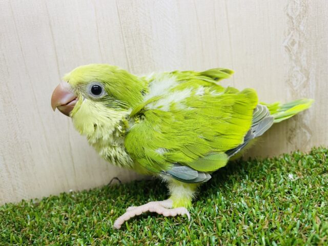 オキナインコ