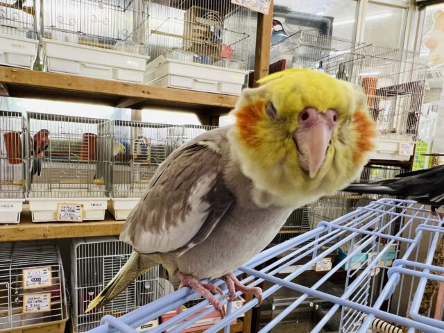 オカメインコ