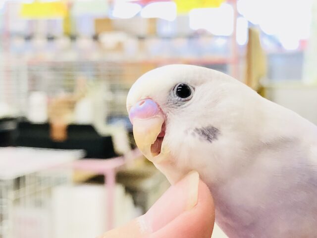 人気の淡い色カラー　セキセイインコ　R５　６／３０撮影