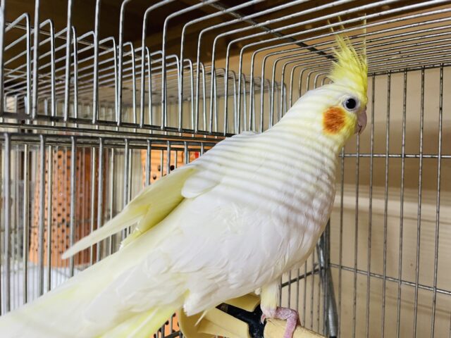 オカメインコ