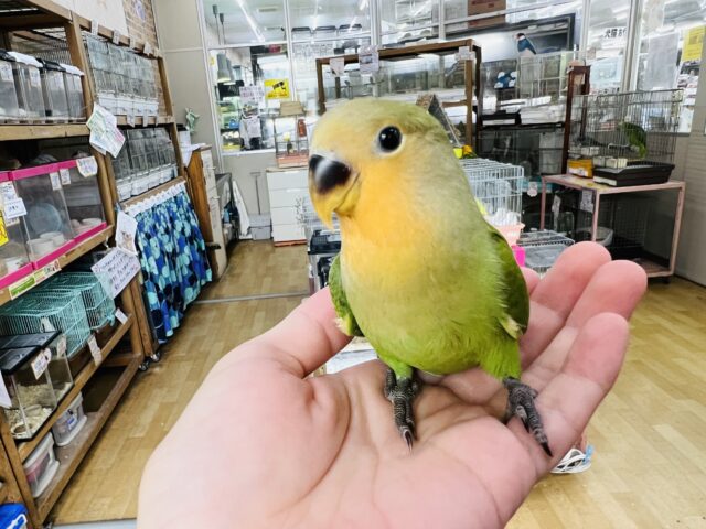 カゴデビュー♡頬っぺた優しい色🧡コザクラインコのヒナ(オレンジフェイス)入荷しました❤