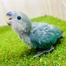 うわの空から夢の世界へようこそ🍀ばぶみコザたん！　コザクラインコ　ブルーチェリー