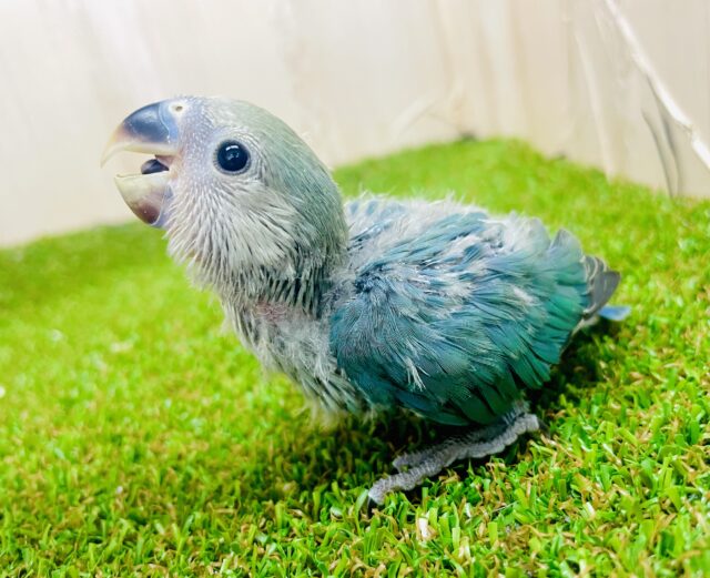 うわの空から夢の世界へようこそ🍀ばぶみコザたん！　コザクラインコ　ブルーチェリー