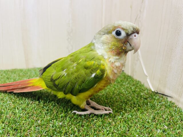 ホオミドリウロコインコ