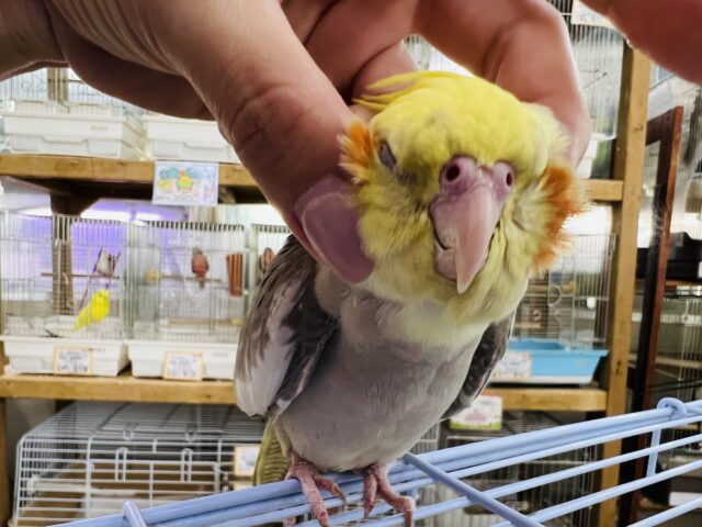 オカメインコ