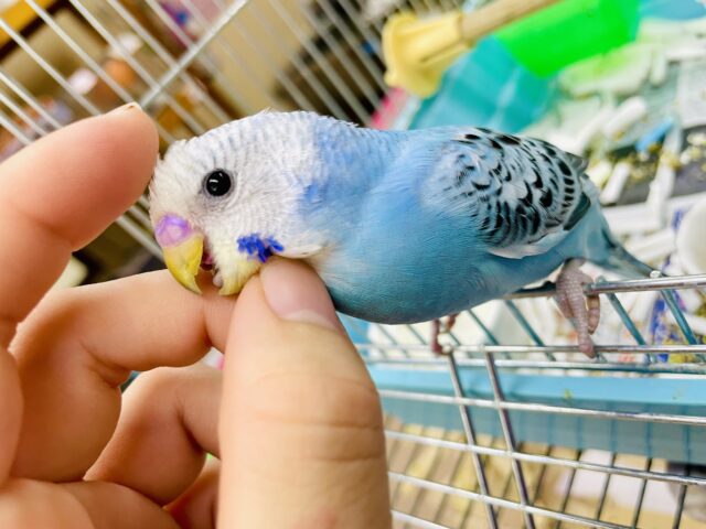 1人餌❣️最新画像になりますよ⭐️空と風の匂いを涼しげに纏ったセキセイさん！セキセイインコ　オパーリン