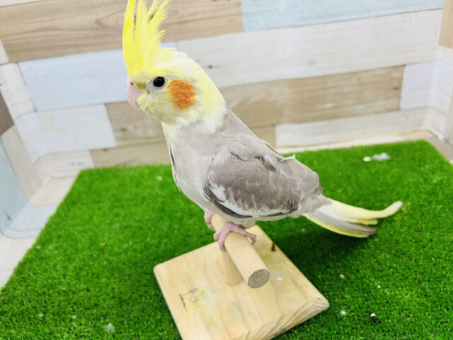 オカメインコ