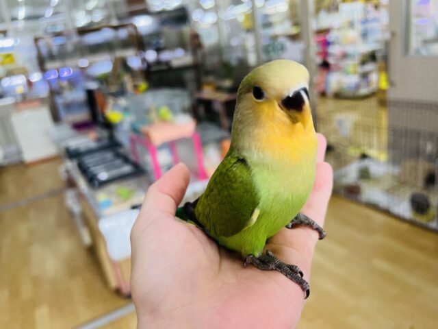 コザクラインコ（小桜インコ）