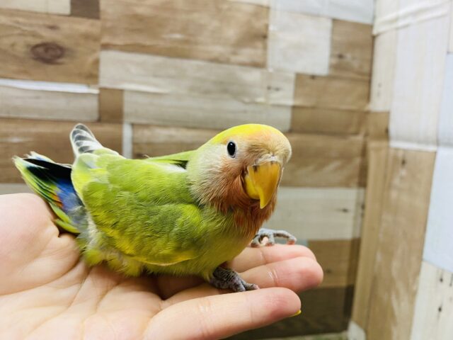 コザクラインコ（小桜インコ）