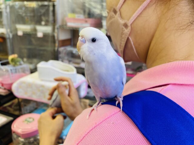 セキセイインコ