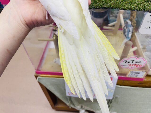 オカメインコ