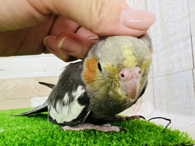 オカメインコ