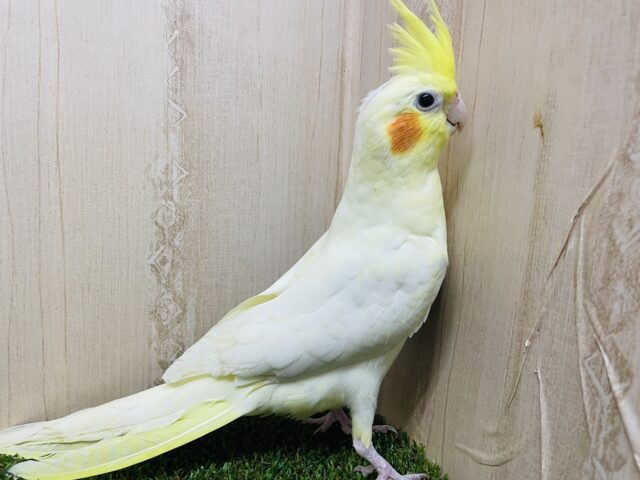 オカメインコ