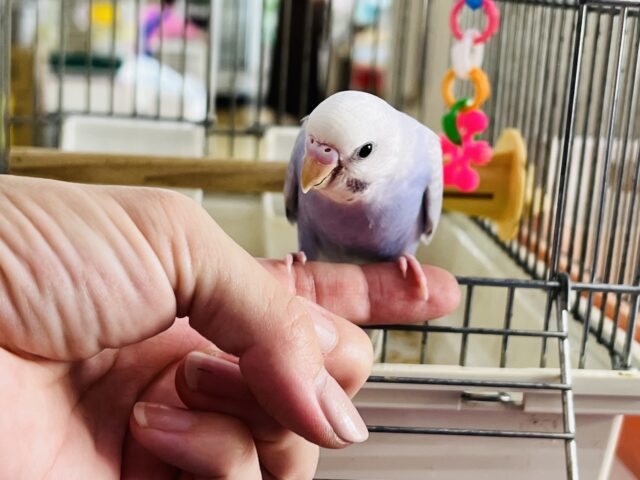 セキセイインコ