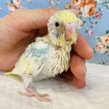 綿綿ベイビーだよ❤︎手乗りセキセイインコ(コバルト)