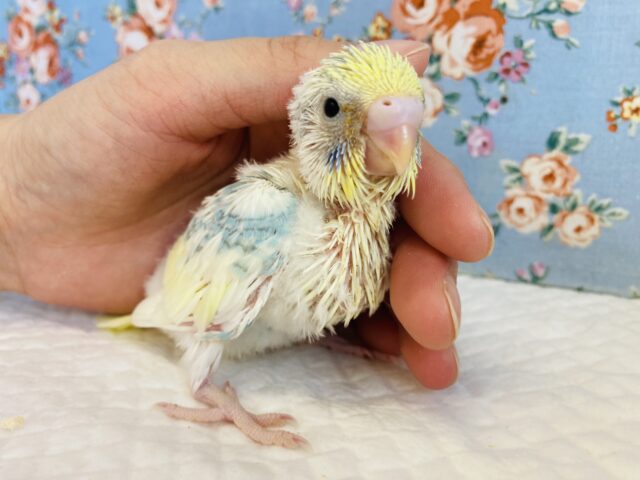 綿綿ベイビーだよ❤︎手乗りセキセイインコ(コバルト)