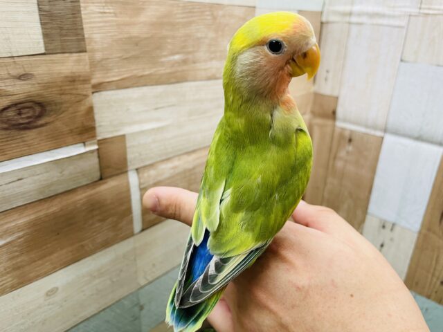 コザクラインコ（小桜インコ）