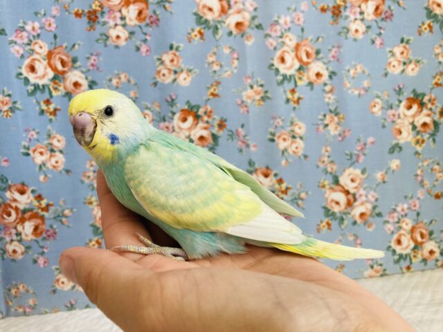 最新画像🌟明るくかわいい色合い❤︎手乗りセキセイインコ(レインボー)