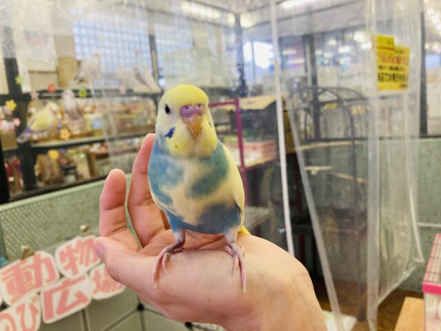 セキセイインコ