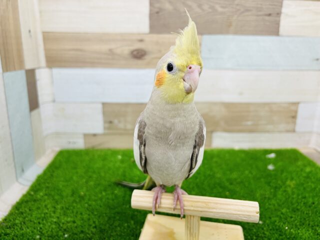 オカメインコ