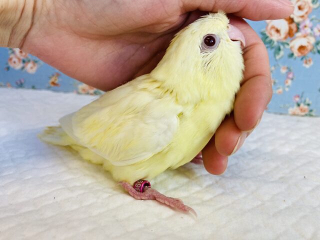 サザナミインコ