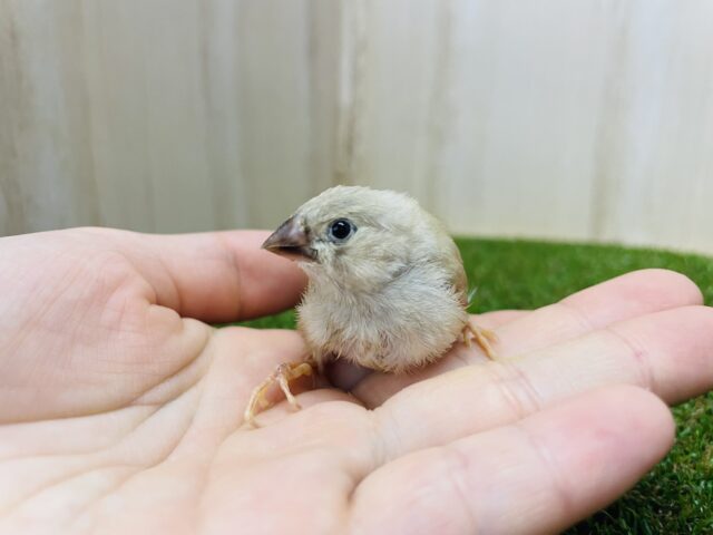 錦花鳥（キンカチョウ）