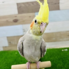 可愛すぎてヤバい❤️オカメインコ（シナモンパイド）