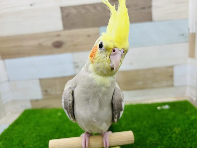 可愛すぎてヤバい❤️オカメインコ（シナモンパイド）