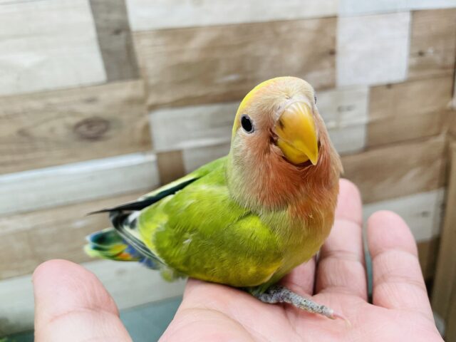 コザクラインコ（小桜インコ）