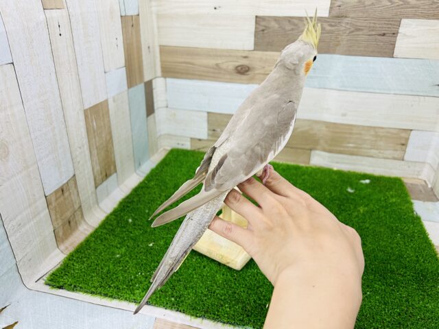 オカメインコ