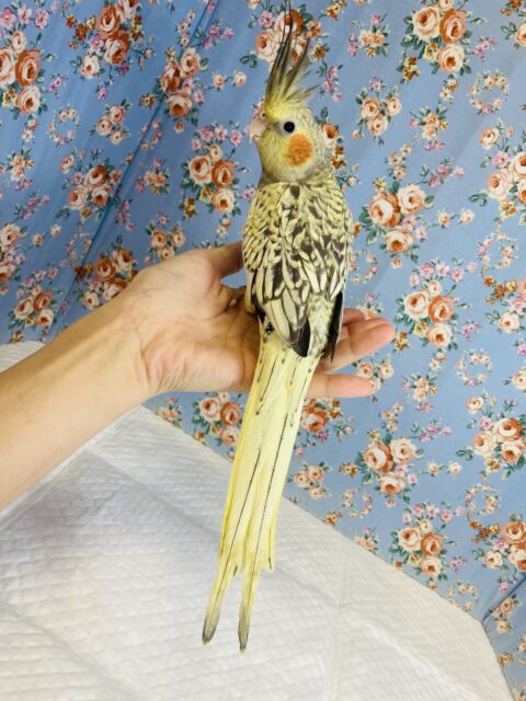 オカメインコ