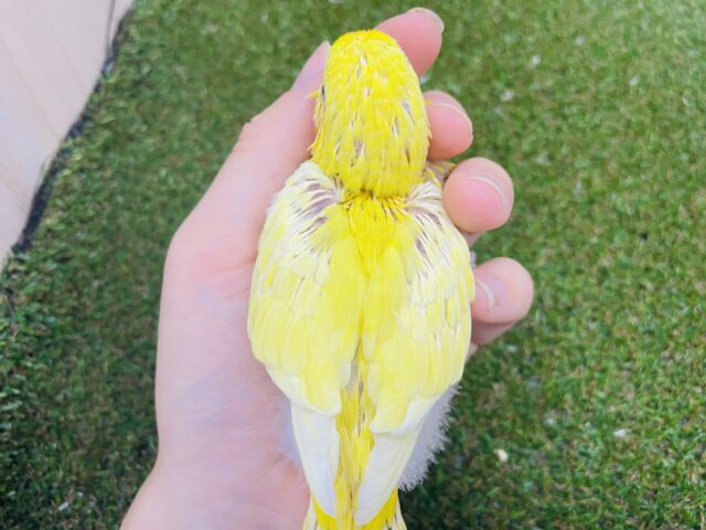 サザナミインコ