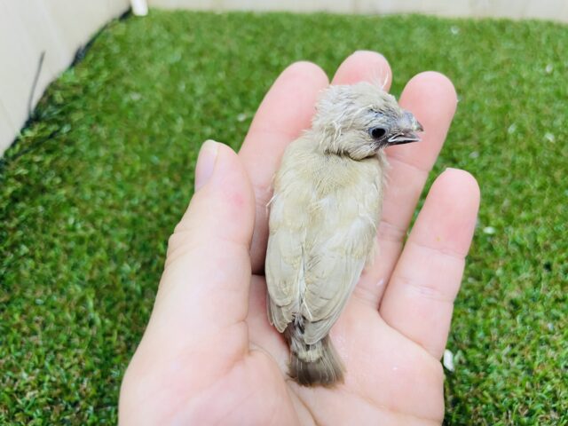 錦花鳥（キンカチョウ）