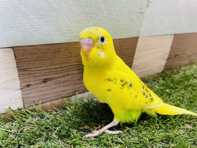 セキセイインコ