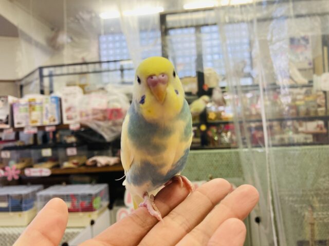 セキセイインコ