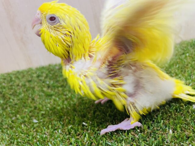 サザナミインコ