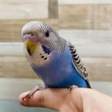 最新画像あります☆並カラーが逆に珍しい？？セキセイインコの並カラー！