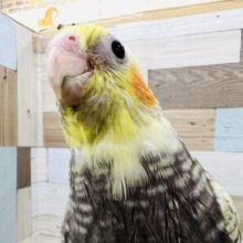 ぷりぷり〜☆キラキラ宝石の様なオカメインコ☆