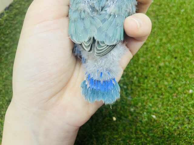 コザクラインコ（小桜インコ）