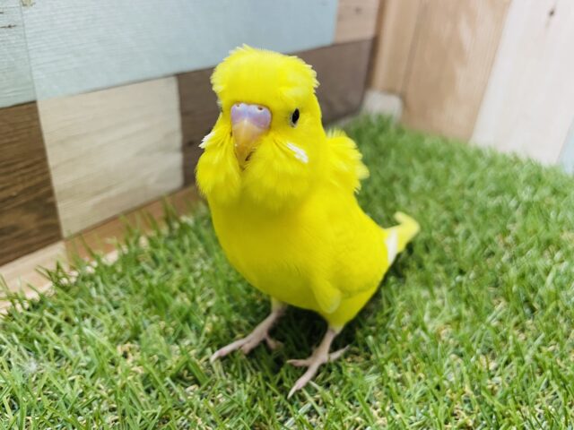 セキセイインコ