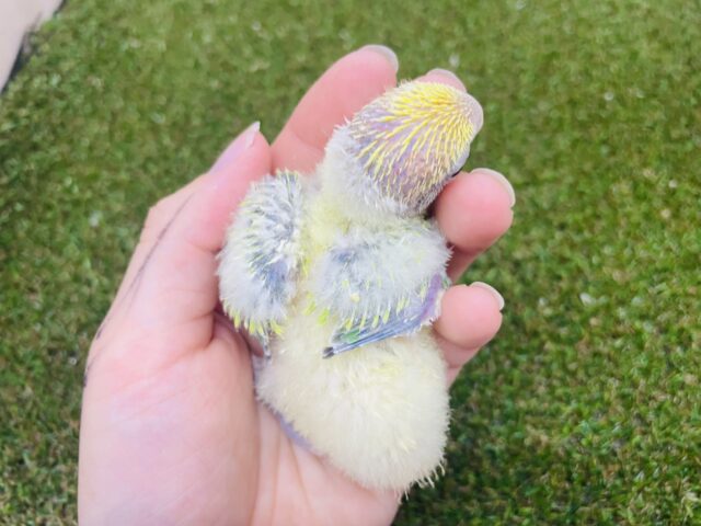 コザクラインコ（小桜インコ）