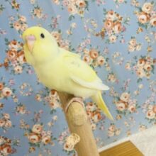 最新画像🌟真夏の果実色🐳✨手乗りセキセイインコ(コバルト)