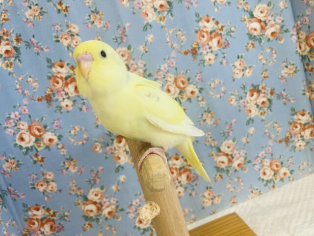 最新画像🌟真夏の果実色🐳✨手乗りセキセイインコ(コバルト)