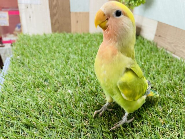 コザクラインコ（小桜インコ）